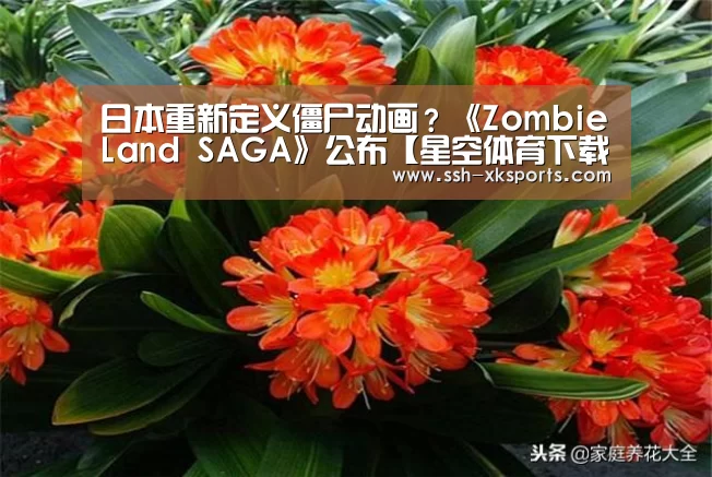 日本重新定义僵尸动画?《ZombieLand SAGA》公布【星空体育下载】(图2) 星空体育APP
